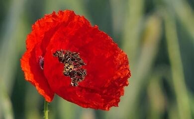 День пам’яті та примирення в Києві: програма заходів