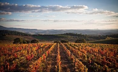 Винная дипломатия: в Украине впервые пройдет Wines of Portugal Grand Tasting 2021