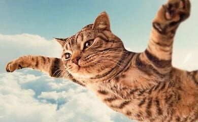 Приземлился на лапы: кот спрыгнул с пятого этажа и отправился по своим делам