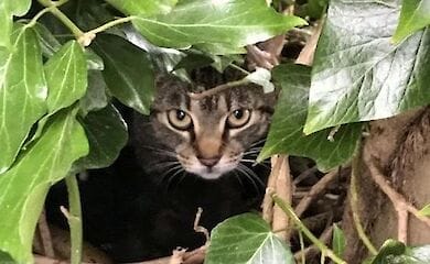 Кошка-мать и котята поселились в старом птичьем гнезде
