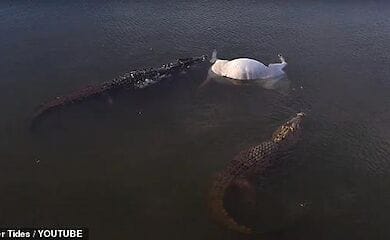 Удачное спасение коров от крокодилов