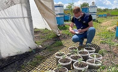 В Николаевской области полицейские обнаружили плантации наркотиков
