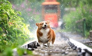 Травень закінчиться дощами по всій Україні