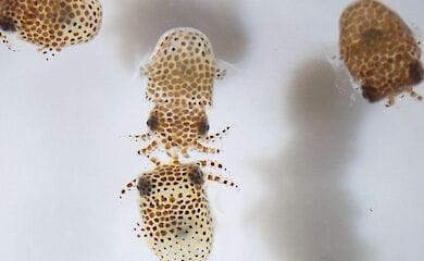 Мальки кальмаров отправятся на МКС