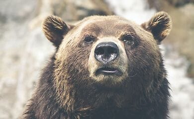У особняка Гарри и Меган поселились медведи