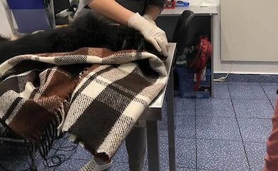 В Киеве пьяный хозяин выбросил своего питомца из окна многоэтажки