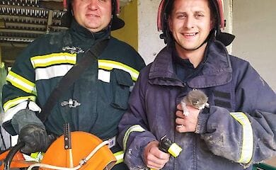 У Чернівецькій області кошеня потрапив в пастку