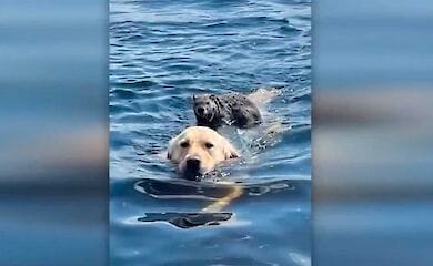 Пёс прокатил на спине сурка: видео