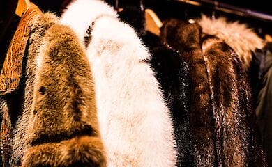 Ізраїль став першою в світі країною, яка заборонила торгівлю натуральним хутром