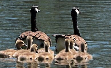 В Киеве появится новая зона отдыха возле воды