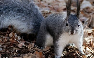 До 2100 року в Україні можуть повністю зникнути дикі білки