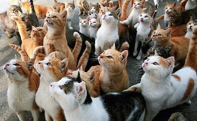 На Кипре растет популяция бездомных котов