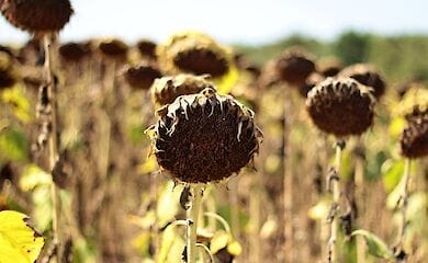 Україна може залишитися без питної води: названо причину