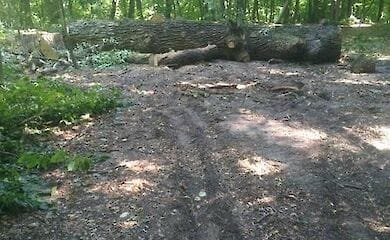 В Киеве на Сырце уничтожили вековые деревья.