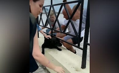 В Сочи спасли собаку, которую течением несло в море