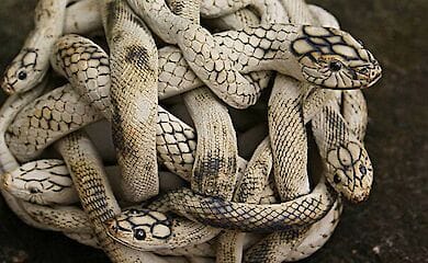 Страшную находку обнаружила у себя под кроватью жительница США