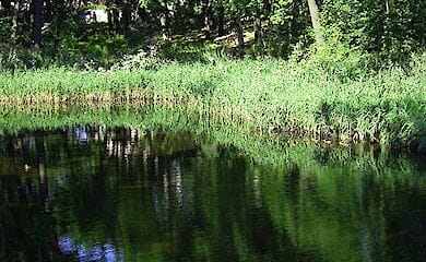 В столичном парке "Сырецкий гай" загрязняется река