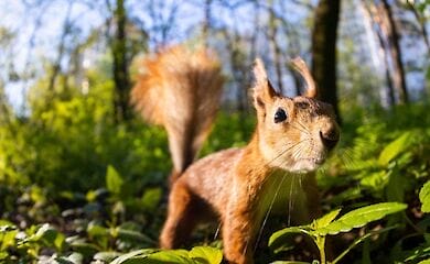 В Харькове в супермаркете гонялись за белкой