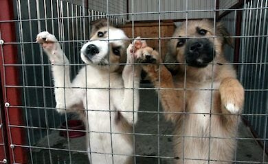 Военные из Мексики помогают уличным собакам