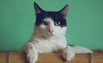 У Британії покарали серійного вбивцю котів
