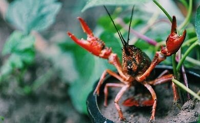 Некоторые блюда могут стать отравой за минуты