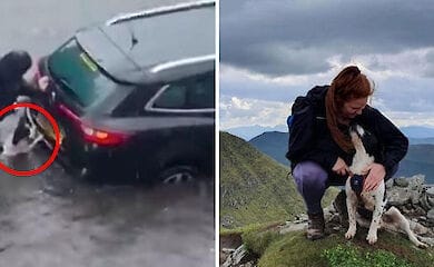 Собака помогла вытолкнуть авто из воды