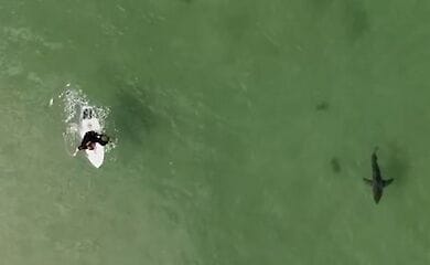 Австралиец снимает акул с помощью дрона