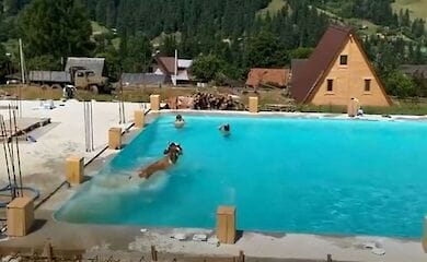 В Карпатах корова купалась в бассейне с туристами