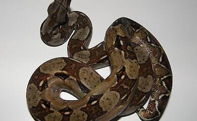 У Києві розшукують зниклого удава