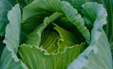 Медики назвали продукты, которые усиливают неприятный запах тела