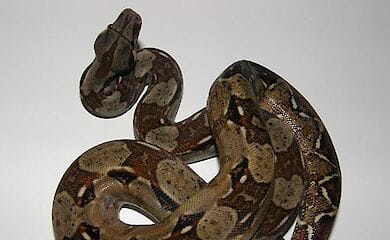 Удав потерялся у корпусов Шевченко