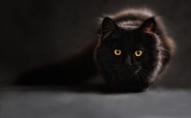 В Николаеве чрезвычайники спасли кота