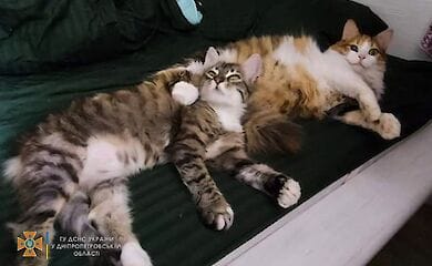 У Дніпрі кіт потрапив у &laquo;полон&raquo;