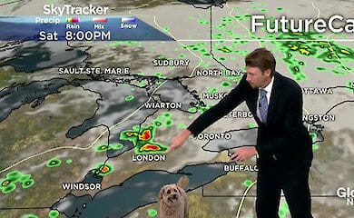 На канадському телеканалі під час прогнозу погоди в студію увірвався пес