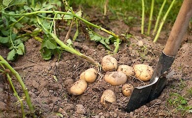 Стоимость картошки к концу октября прогнозируют в районе 7 гривен