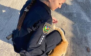 Як реагувати на жорстоке поводження з тваринами