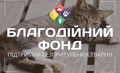 За вихідні в Києві прилаштували більше ста бездомних кішок