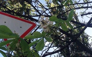 Наприкінці вересня в столиці зацвіли каштани