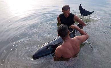 Дитинча кита покликало на допомогу серферів