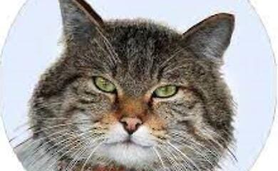 Навіщо коти роблять людині "масаж"?