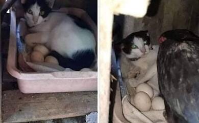 Смішні фото кота, який вирішив "підхалтурити" куркою