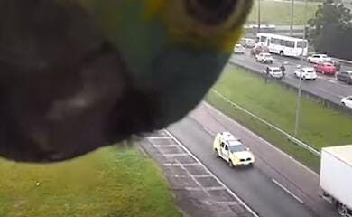 Як звичайний бразильський папуга став знаменитим