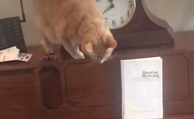 На піаніно грати не годиться. Як кіт став зіркою