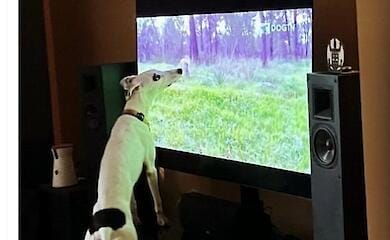 Щоб тварина не знала депресії: пустіть її до телевізора