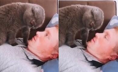 У соціальних мережах виклали відео вимогливого котофея