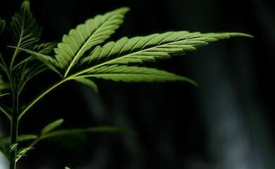 Власти Амстердама предлагают запретить продавать каннабис иностранцам