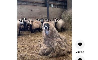 Собака в образі вівці. Вірусне відео