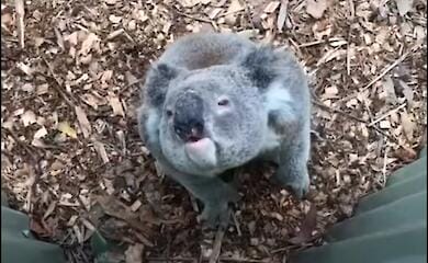 Звуки "промови" коали не сподобалися слухачам