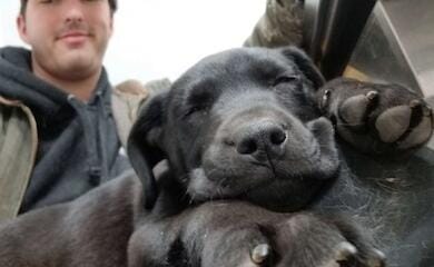 Говорять спільною мовою: глухонімий пес і господар