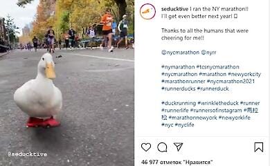 В Америці качка змагалася з людьми у марафоні